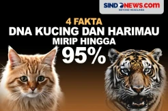 4 Fakta Kemiripan DNA Kucing dan Harimau hingga 95 Persen