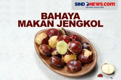 Hati-hati! Ini Bahaya Konsumsi Jengkol, Bisa Merusak Ginjal