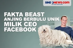 Fakta Menarik Beast, Anjing Berbulu Unik Milik CEO Facebook