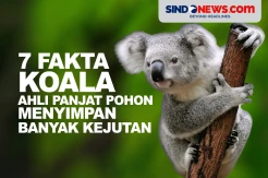 Fakta Koala, Ahli Panjat Pohon yang Menyimpan Banyak Kejutan