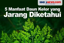 Kaya Nutrisi, Berikut 5 Manfaat Daun Kelor yang Jarang Diketahui