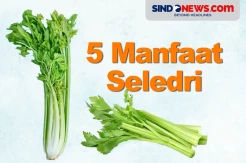 5 Manfaat Seledri Untuk Kesehatan, Baik untuk Penyakit Maag