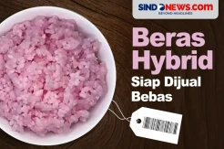 Beras Hybrid yang Diciptakan Ilmuwan Korea Siap Dijual Bebas