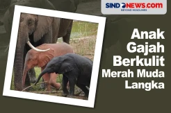 Sangat Langka, Anak Gajah Berkulit Merah Muda Muncul