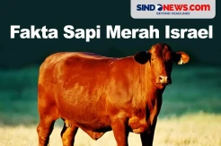 Membuat Dunia Ketakutan, Berikut Fakta Sapi Merah Israel