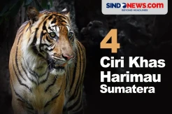 4 Ciri Khas Harimau Sumatera yang Membedakan dari Jenis Lain