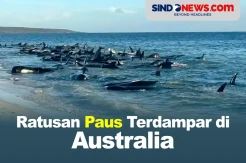 Ratusan Paus Pilot Terdampar di Pantai Australia Barat