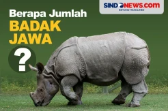 Terancam Punah, Berapa Jumlah Badak Jawa Saat Ini?