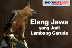Fakta Menarik Elang Jawa yang Dijadikan Lambang Garuda