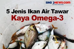 5 Ikan Air Tawar yang Mengandung Omega-3 Cukup Tinggi
