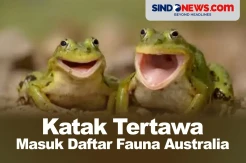 Ini Keunikan Katak Tertawa yang Masuk Daftar Fauna Australia