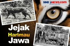 Masih Menjadi Misteri, Benarkah Harimau Jawa Belum Punah?