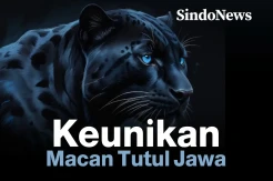 Keunikan Macan Tutul Jawa di Taman Nasional Bromo Tengger Semeru