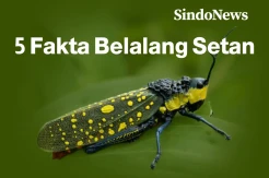 5 Fakta Menarik Belalang Setan, Cantik tapi Punya Cairan Beracun