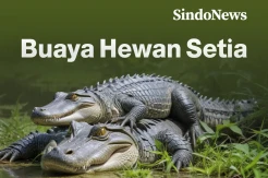 Fakta Mengejutkan, Ternyata Buaya adalah Hewan yang Sangat Setia