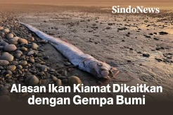 Oarfish, Ikan Kiamat yang Dikaitkan dengan Bencana Alam