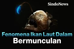Fenomena Ikan yang Hidup di Laut Dalam Bermunculan ke Permukaan