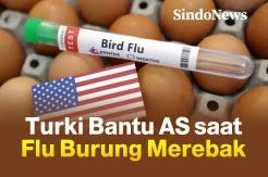 Turki Bantu Ekspor 15.000 Ton Telur saat Flu Burung Merebak di AS