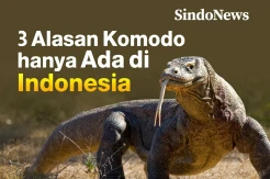 3 Alasan Komodo hanya Dapat Ditemukan di Indonesia