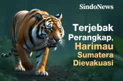 Terjebak Perangkap, Harimau Sumatera Dievakuasi ke Bukittinggi