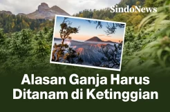 Ini Alasan Mengapa Tanaman Ganja Harus Ditanam di Ketinggian