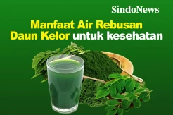 Beragam Manfaat Air Rebusan Daun Kelor untuk Kesehatan