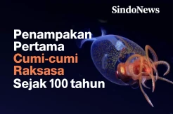 Penampakan Cumi-cumi Raksasa Pertama Kalinya Sejak 100 Tahun