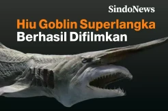 Hiu Goblin Superlangka Berhasil Difilmkan untuk Pertama Kalinya