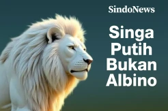 Ini Penjelasan Warna Singa Putih Ternyata Bukan Albino