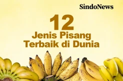 12 Jenis Pisang Terbaik di Dunia, Nomor 4 dari Indonesia