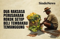 2 Raksasa Perusahaan Rokok Setop Beli Tembakau Temanggung