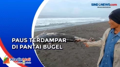 Kronologi Paus Terdampar di Pantai Bugel dengan Tubuh Penuh Luka