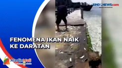 Heboh Ribuan Ikan Lompat ke Daratan di Kepulauan Seribu, Begini Penjelasan BMKG