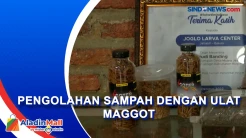 Pengolahan Sampah Menggunakan Ulat Maggot di Bekasi, Menjadi Pupuk hingga Pakan Ternak