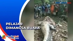 Warga Sorong Tangkap Buaya 6 Meter, Korban yang Dimangsa Masih Hilang
