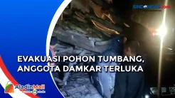 3 Mobil Tertimpa Pohon Tumbang saat Parkir di Parepare