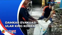Masuk ke Pemukiman Warga, 1 dari 2 Ular King Kobra Dievakuasi Petugas Damkar