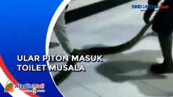 Ular Piton Besar Masuk Toilet Musala di Sidoarjo Hebohkan Warga