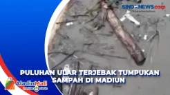 Puluhan Ular Terjebak Tumpukan Sampah Akibat Terbawa Banjir di Madiun
