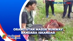 Penampakan Orang Utan yang Terobos Runway Bandara Iskandar Pangkalan Bun