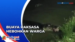 Kemunculan Buaya Raksasa di Sungai Hebohkan Warga Konawe