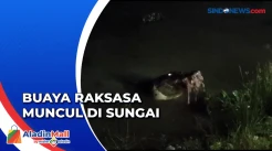 Penampakan Buaya Muara Raksasa yang Muncul di Sungai Konaweha Konawe