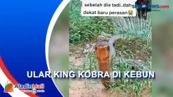 Penemuan Ular King Kobra di Kebun, Dikira Batang Kayu
