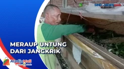 Seorang Kakek di Mojokerto Meraup Untung dari Jangkrik, Omzet Mencapai Puluhan Juta