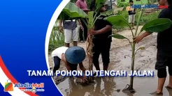 Protes Warga Desa Pranggong Indramayu, Tanam Pohon Pisang di Tengah Jalan Rusak