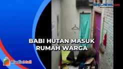 Babi Hutan Masuk Rumah Warga di Banyumas, Berhasil Kabur Meski Sudah Ditembak