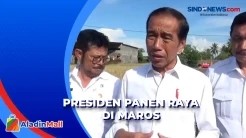 Panen Raya di Maros, Presiden Jokowi Optimis Hasil Bisa Surplus