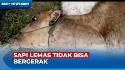 Puluhan Sapi di Tulang Bawang Terjangkit Virus LSD