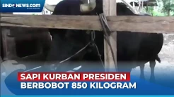 Ini Dia Markoseng Sapi Kurban Presiden Jokowi Berbobot 850 Kilogram di Konawe Selatan