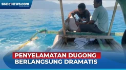 Dramatis! Warga Berhasil Selamatkan Dugong Tersangkut Tali di Alor NTT